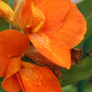 Orange Canna Lily Flower Tropical Garden Beauty Close-Up