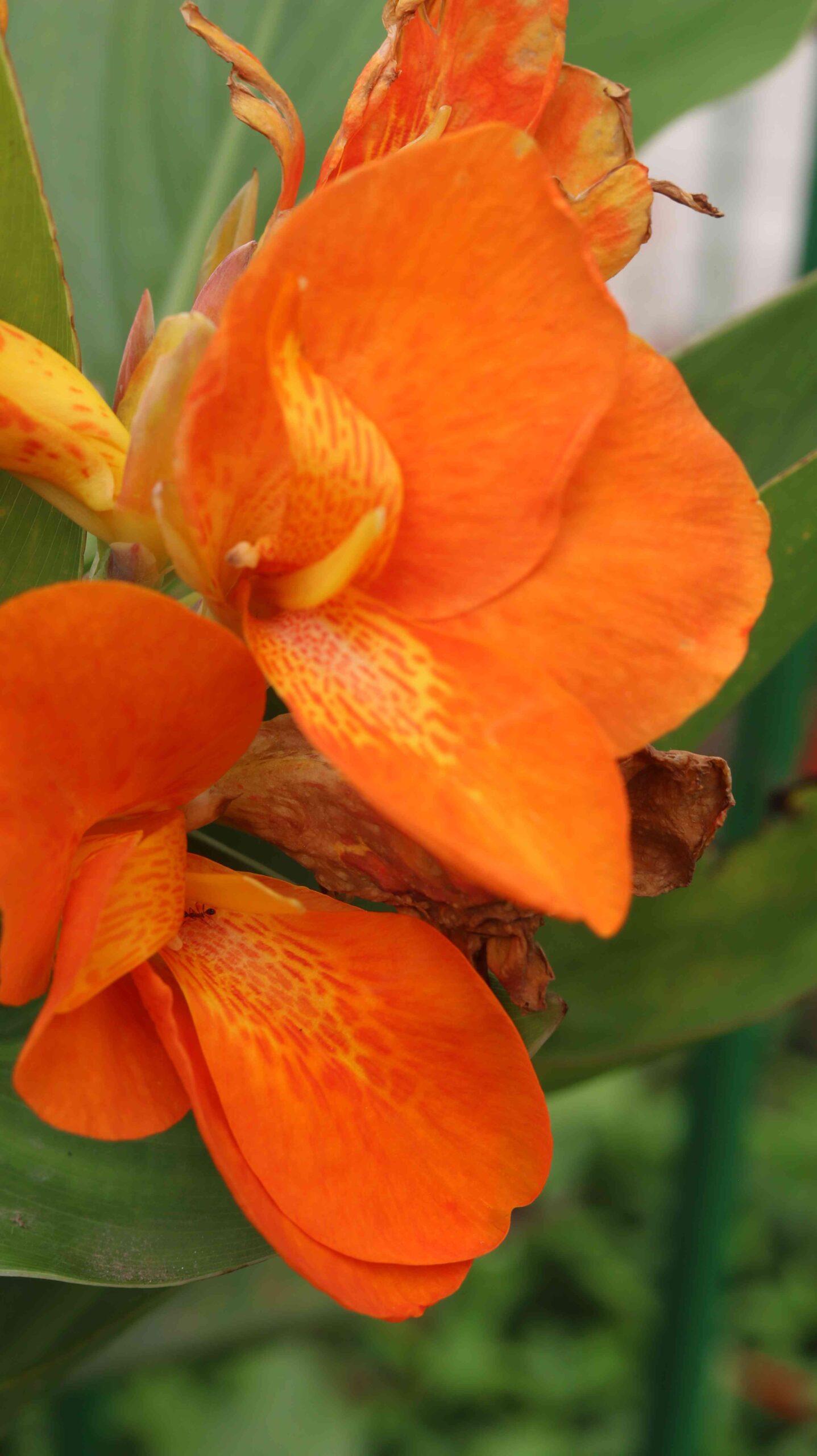 Orange Canna Lily Flower Tropical Garden Beauty Close-Up