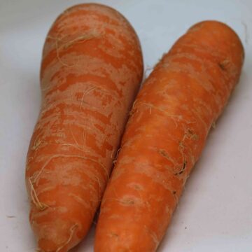 Fresh Carrot Harvest From Farm To Kitchen
