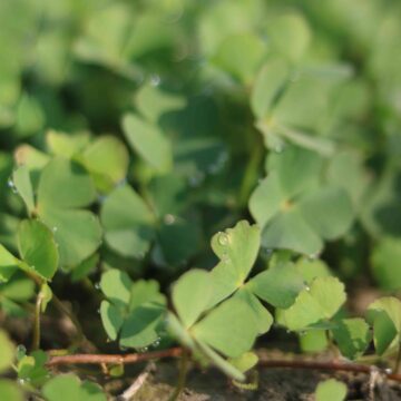 Beautiful Green Clover Leaves Macro Nature Photography Background