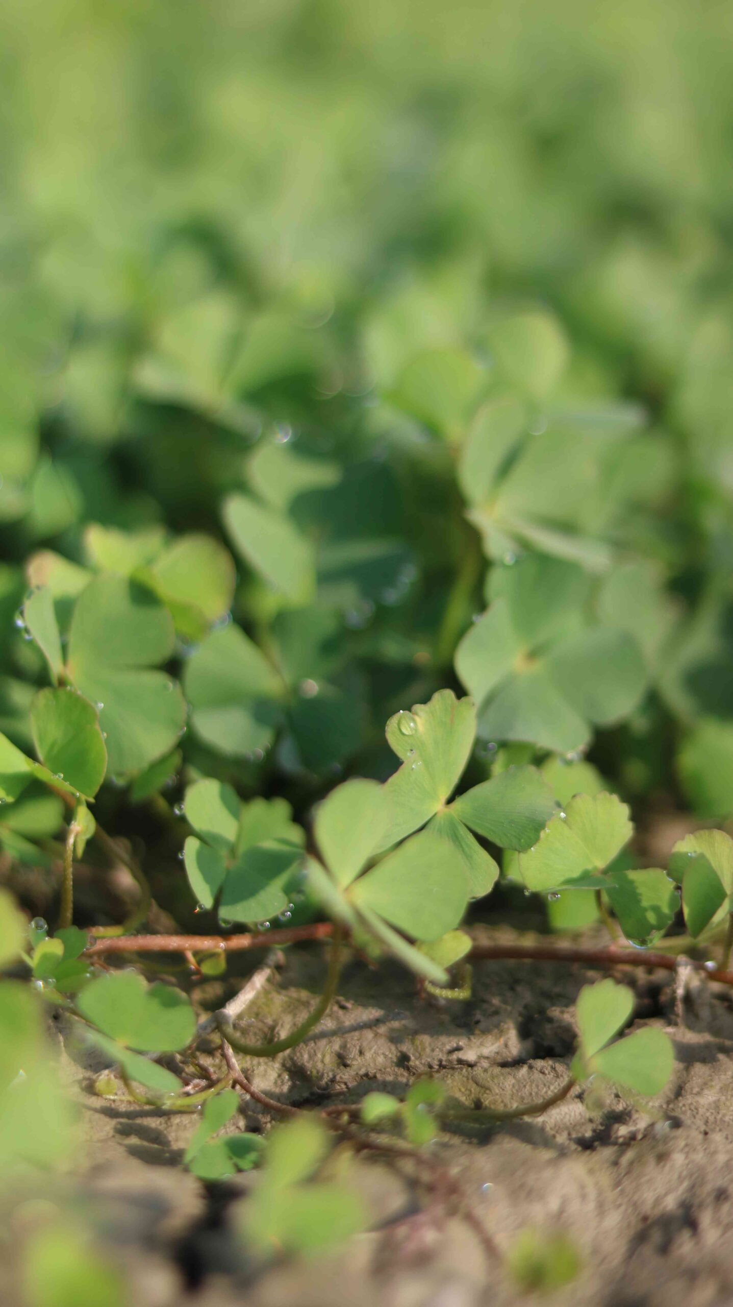 Beautiful Green Clover Leaves Macro Nature Photography Background