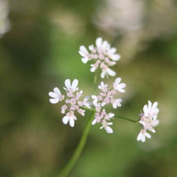 Beautiful White Coriander Flower Macro Nature Photography Background