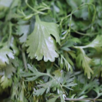 Fresh Coriander Leaves Harvest From Garden To Kitchen