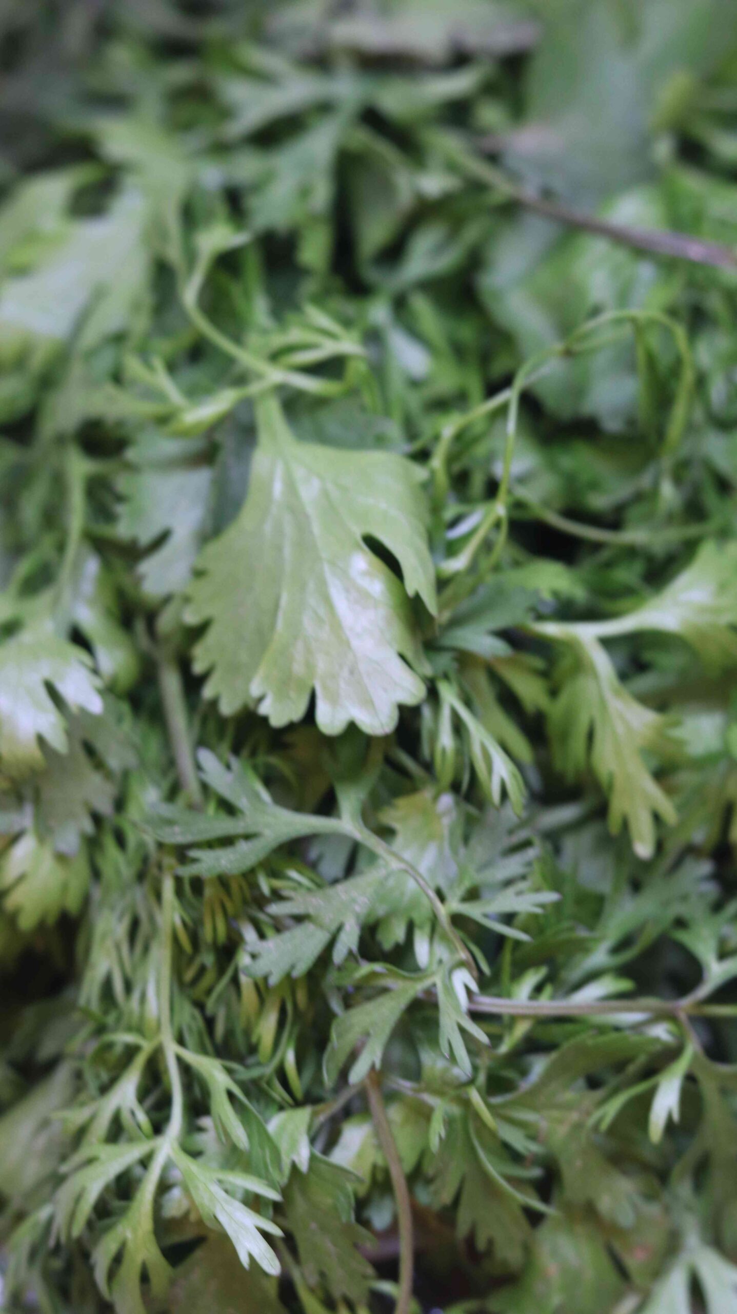 Fresh Coriander Leaves Harvest From Garden To Kitchen