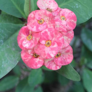 Pink Crown of Thorns Flower Euphorbia milii Bloom Close-Up