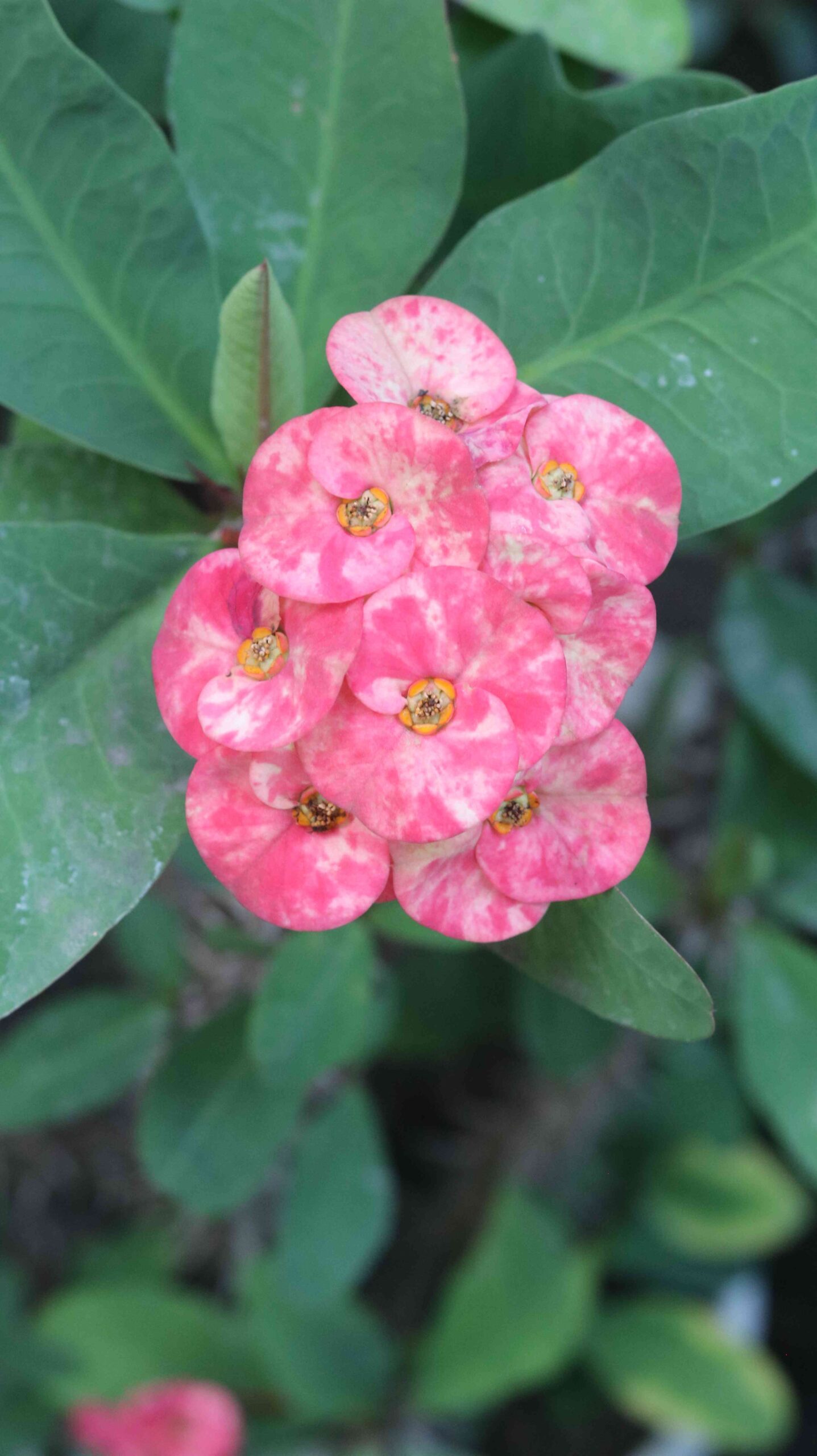 Pink Crown of Thorns Flower Euphorbia milii Bloom Close-Up