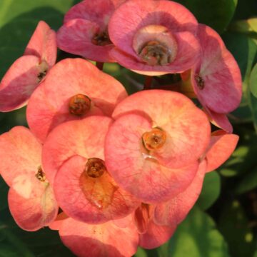 Beautiful Crown of Thorns Flower Close-Up