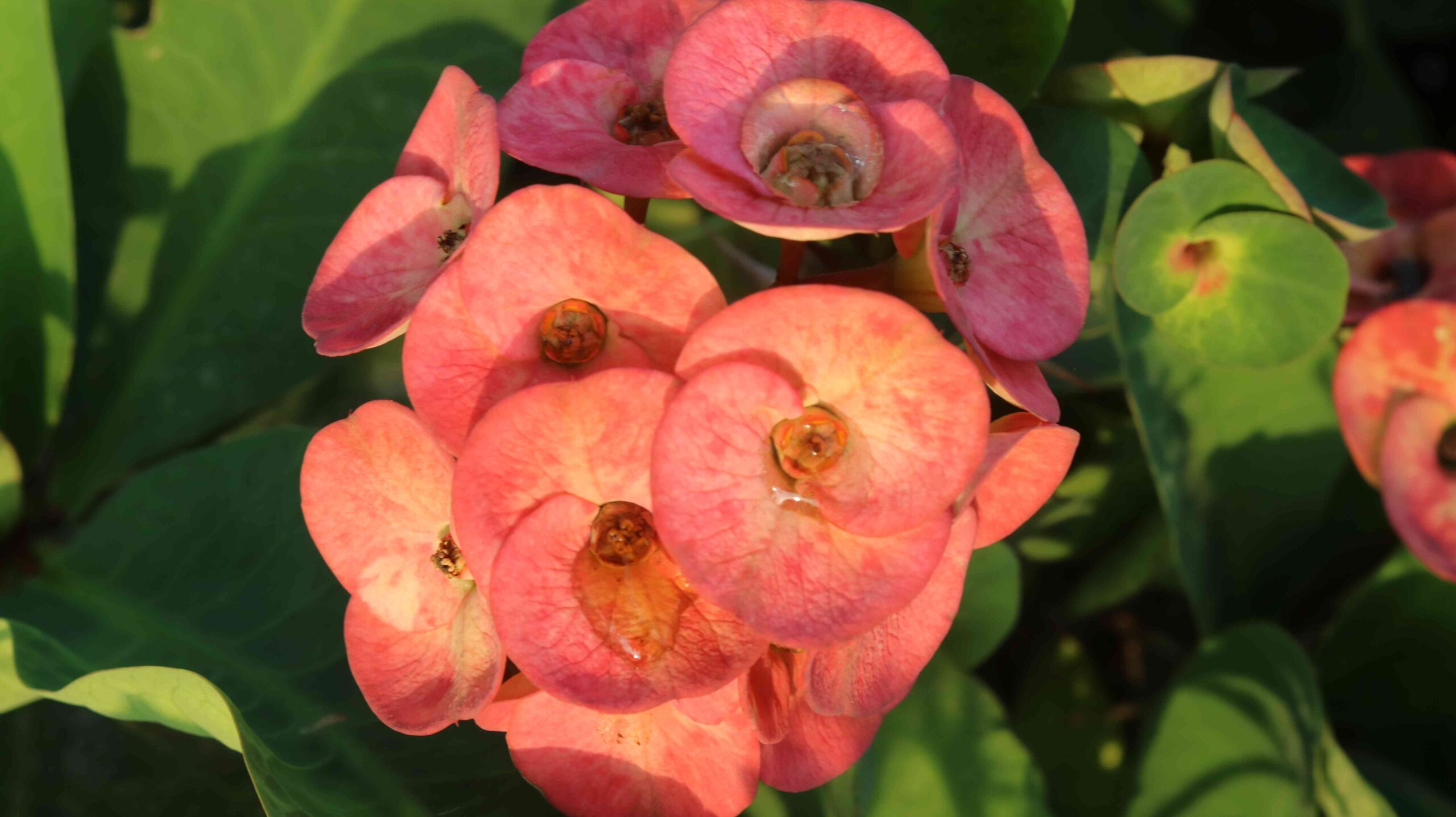 Beautiful Crown of Thorns Flower Close-Up