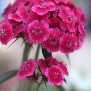 Beautiful Pink Dianthus Flower Nature Photography and Garden Beauty