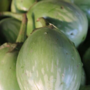 Fresh Eggplant Harvest From Farm To Kitchen