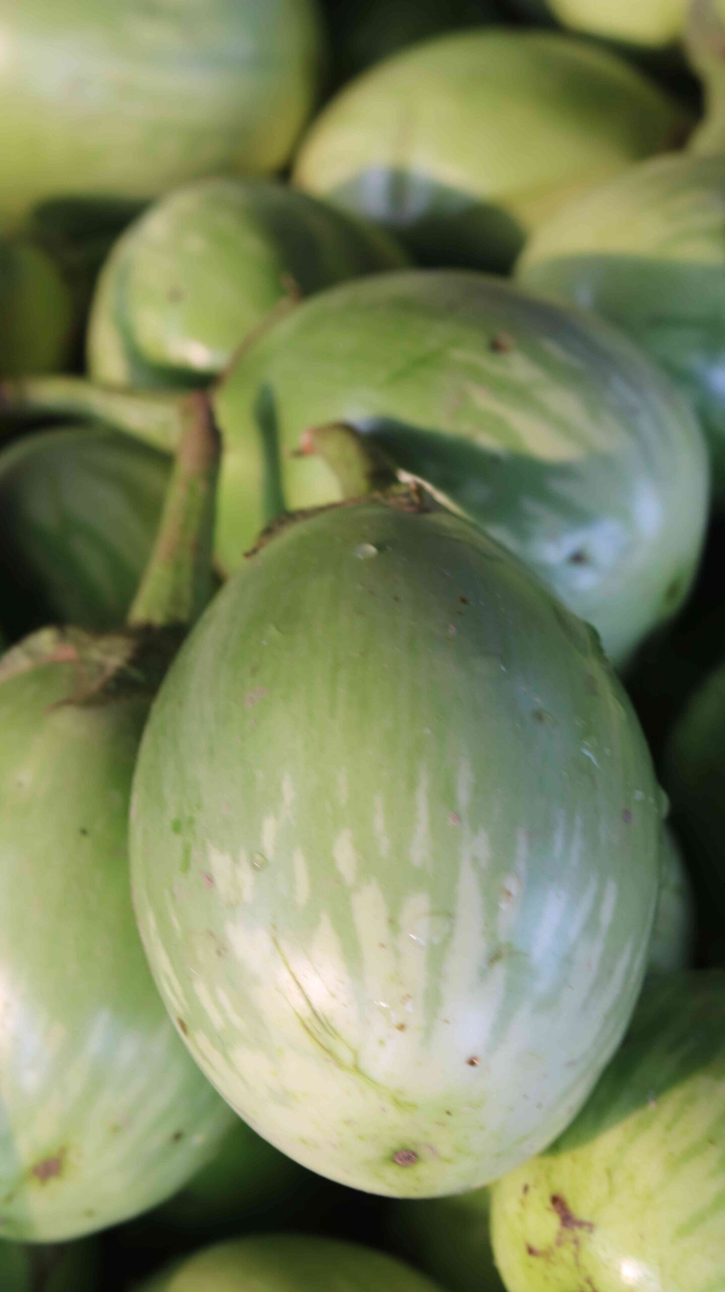 Fresh Eggplant Harvest From Farm To Kitchen