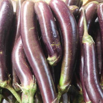 Fresh Eggplant Harvest From Farm To Kitchen