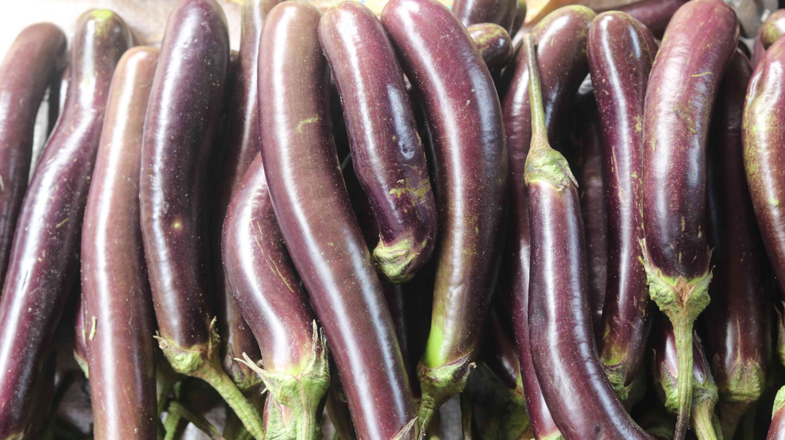 Fresh Eggplant Harvest From Farm To Kitchen