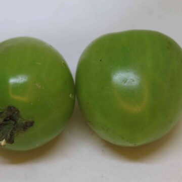 Fresh Green Tomato Harvest From Farm To Kitchen | Organic Raw Tomato Collection