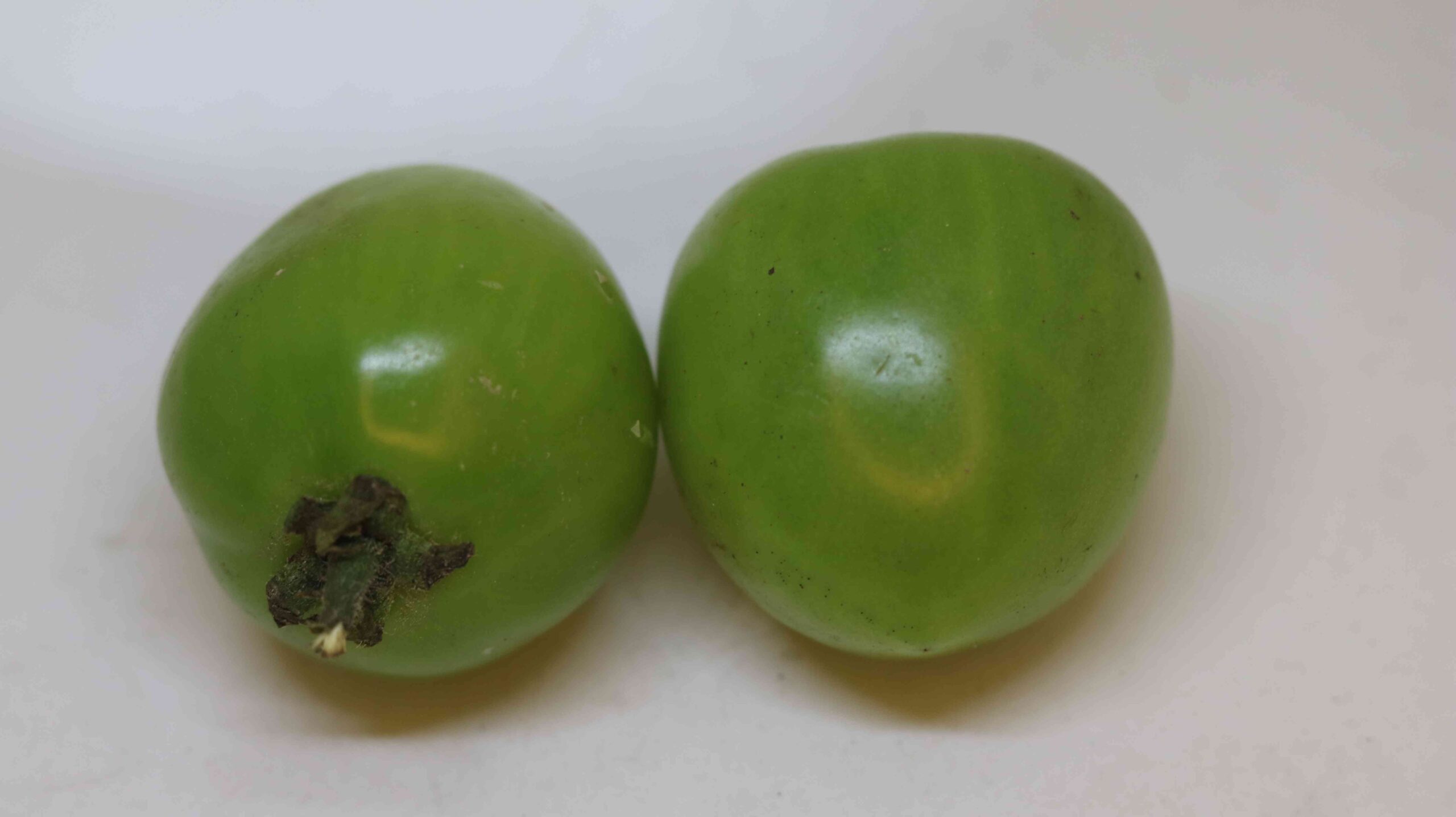 Fresh Green Tomato Harvest From Farm To Kitchen | Organic Raw Tomato Collection