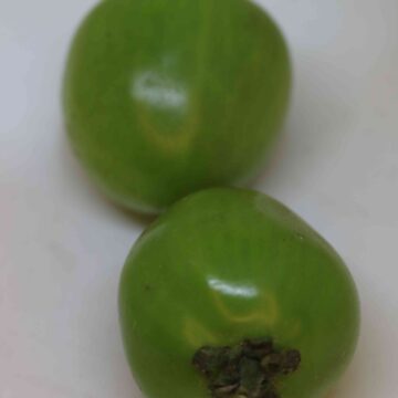 Fresh Green Tomato Harvest From Farm To Kitchen | Organic Raw Tomato Collection