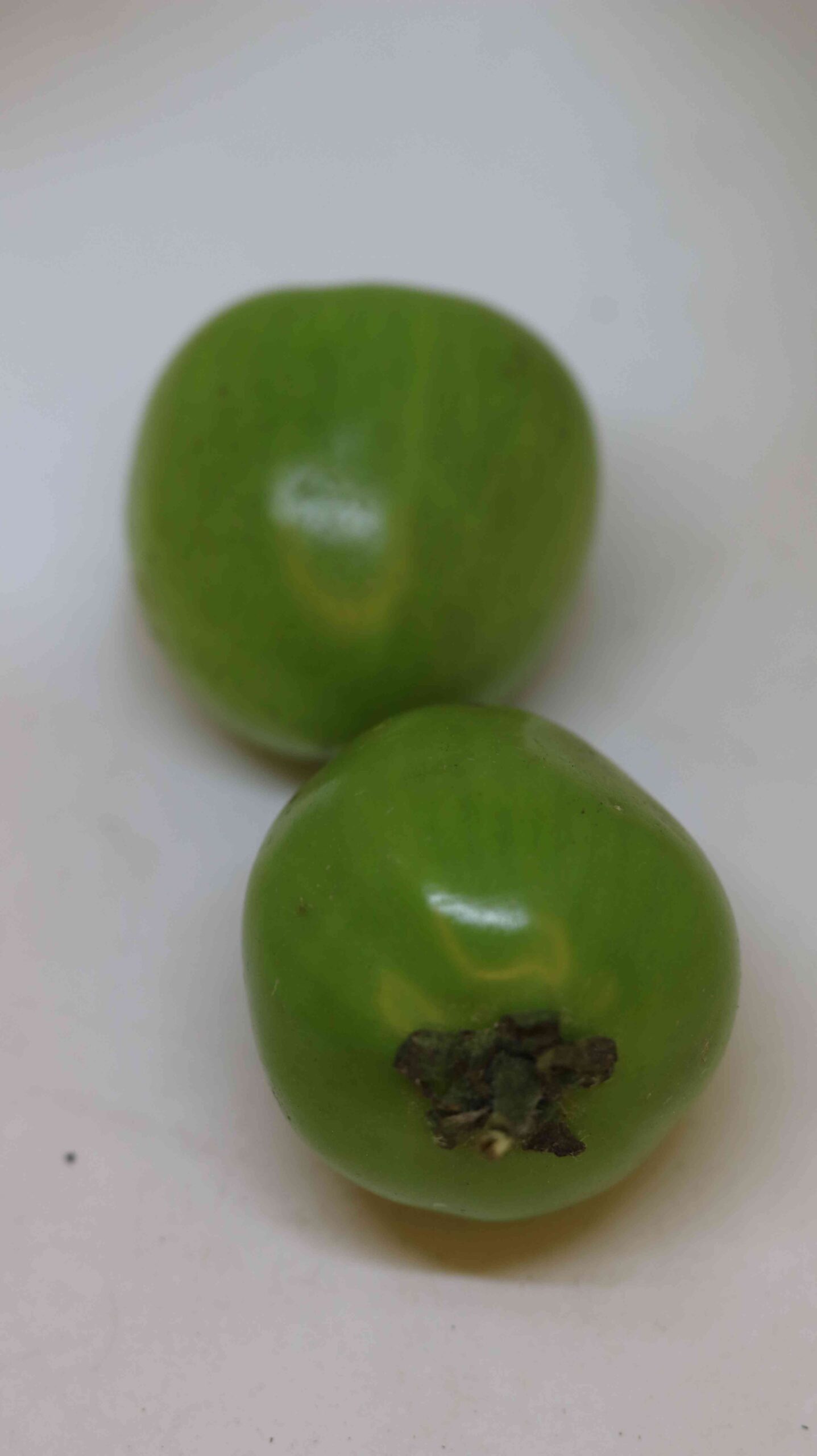 Fresh Green Tomato Harvest From Farm To Kitchen | Organic Raw Tomato Collection