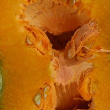 Fresh Sweet Pumpkin Harvest From Farm To Kitchen