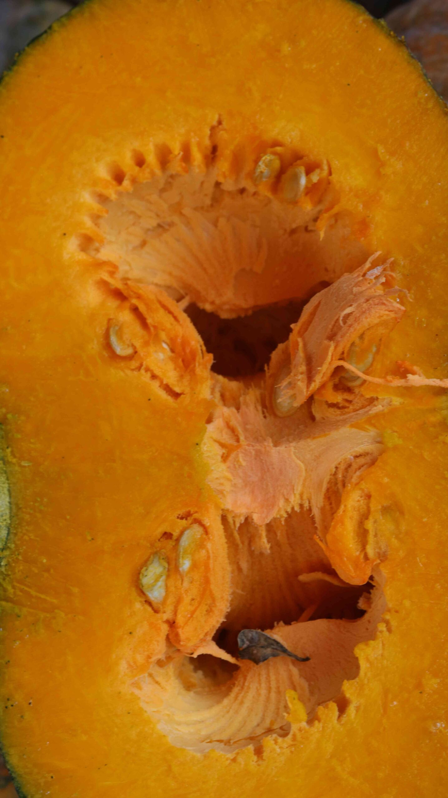 Fresh Sweet Pumpkin Harvest From Farm To Kitchen