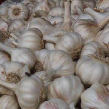 Fresh Garlic Harvest From Farm To Kitchen