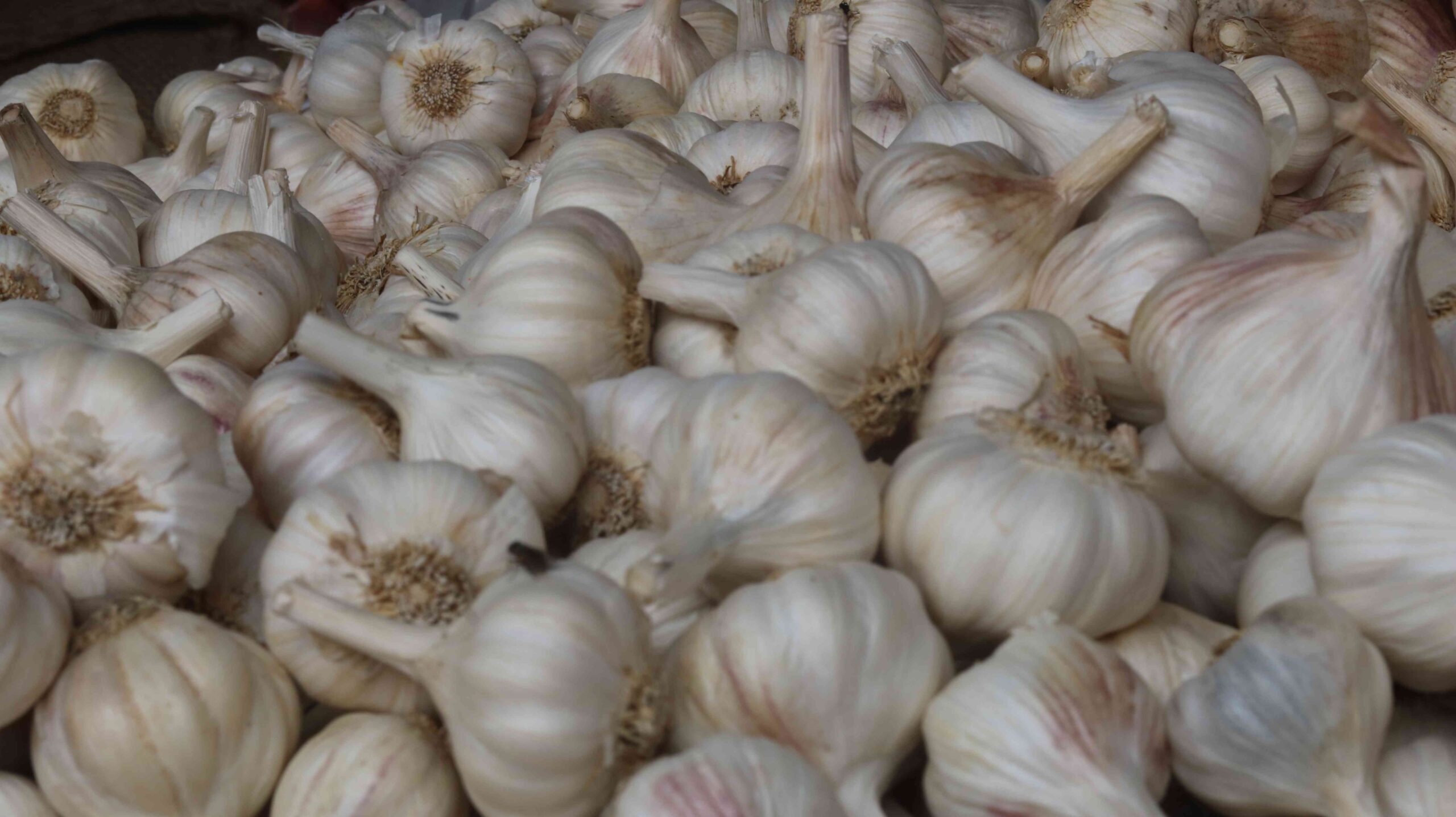 Fresh Garlic Harvest From Farm To Kitchen