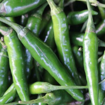 Fresh Green Chili Harvest From Farm To Kitchen