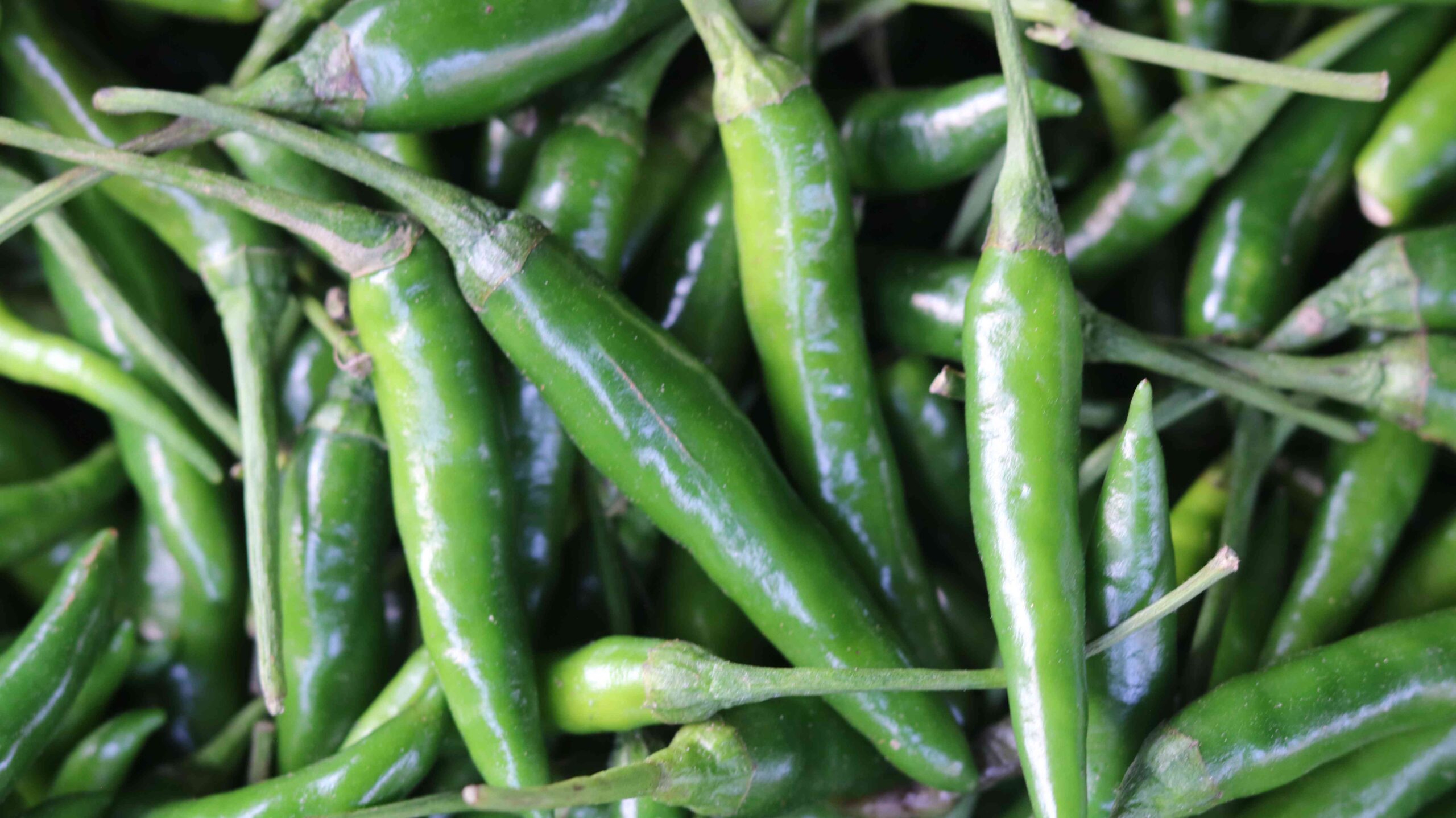 Fresh Green Chili Harvest From Farm To Kitchen