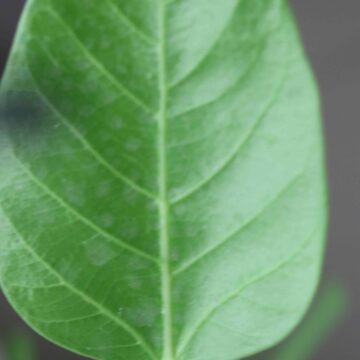 Green Money Plant Leaf | Fresh Indoor Plant Beauty