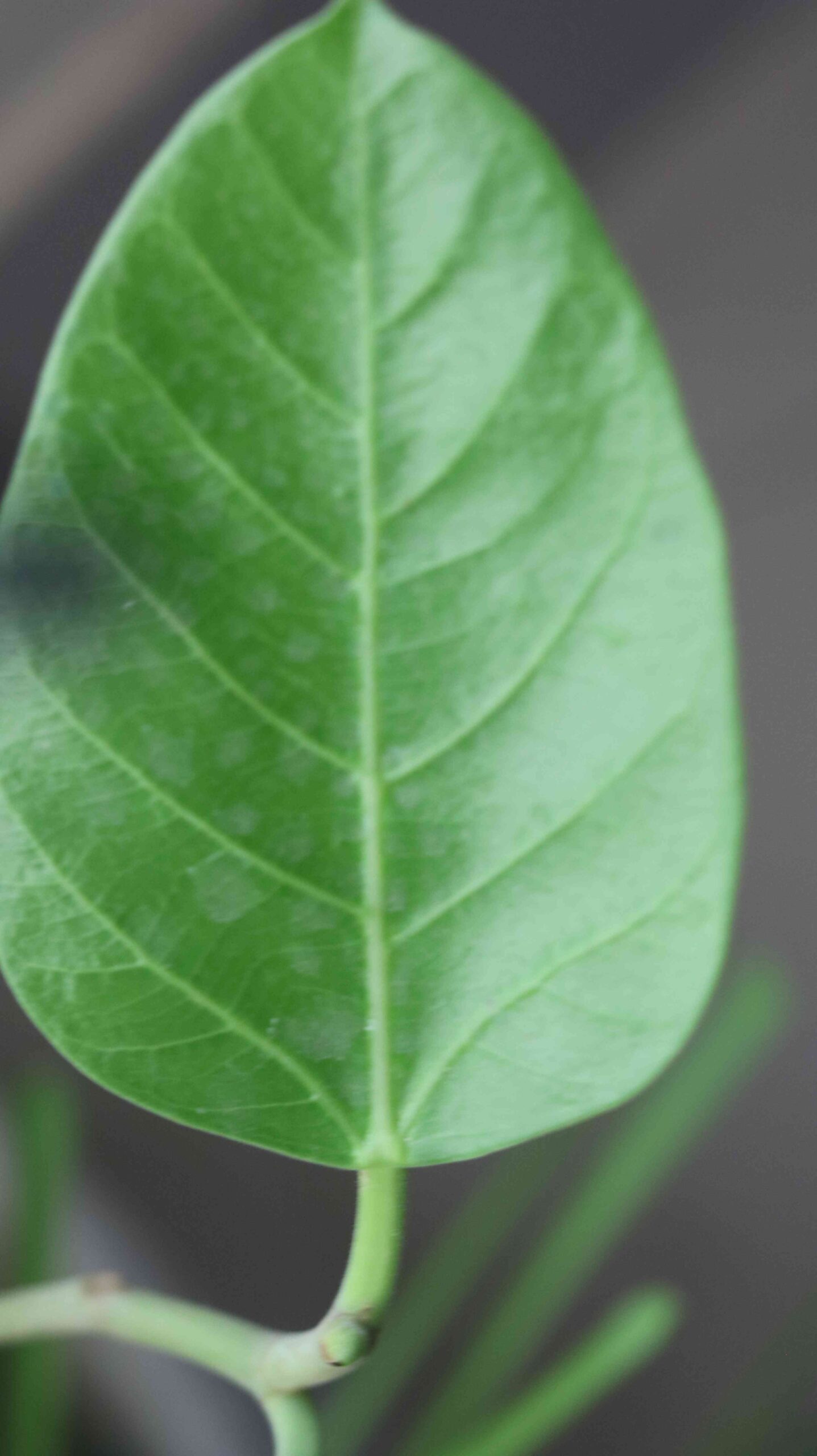 Green Money Plant Leaf | Fresh Indoor Plant Beauty