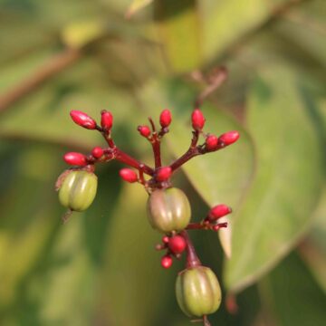 Beautiful Jarul Seed Pods and Red Buds Close Up