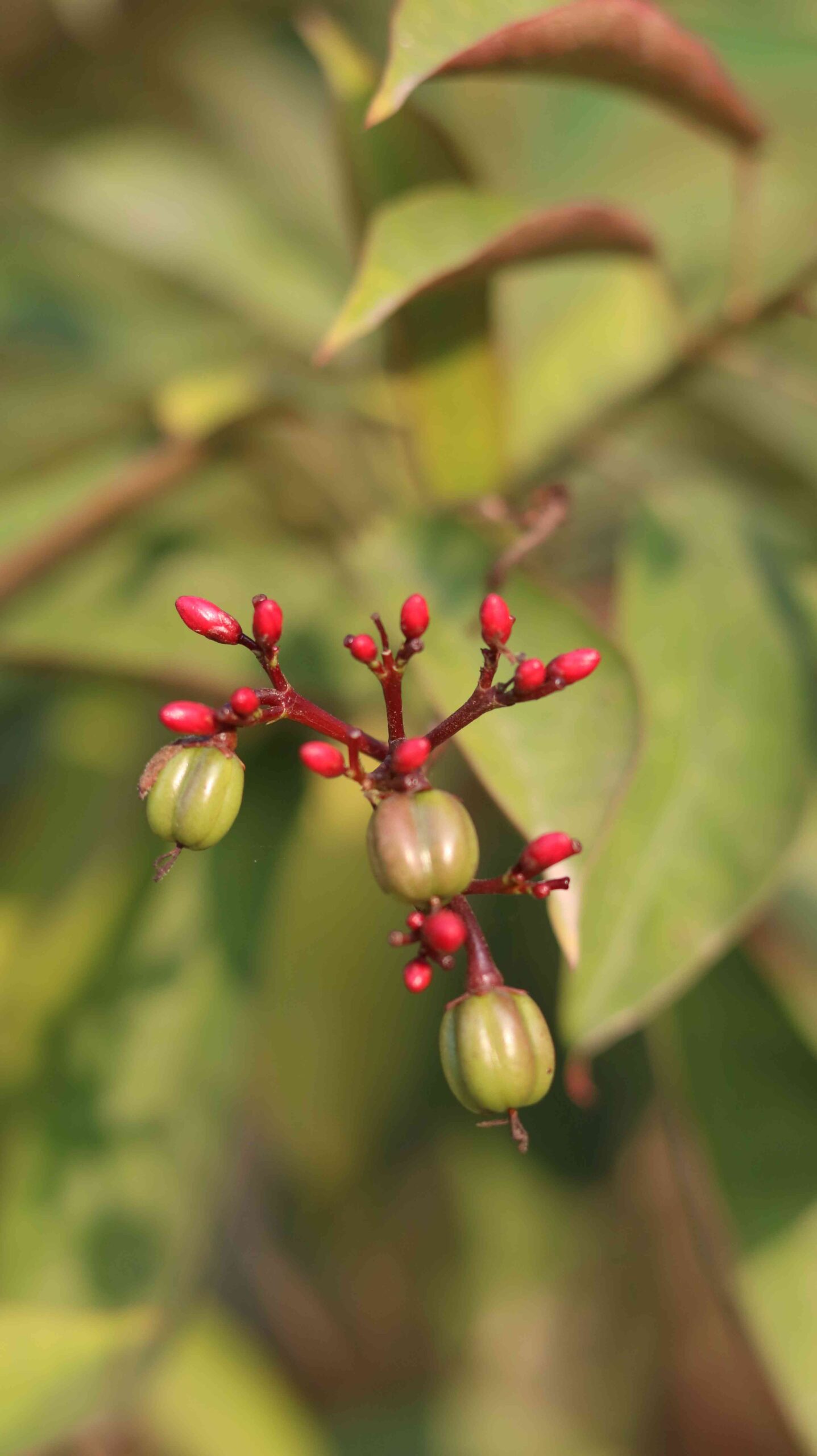 Beautiful Jarul Seed Pods and Red Buds Close Up