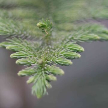 Beautiful Macro Shot of Fresh Green Pine Leaves in Nature Background