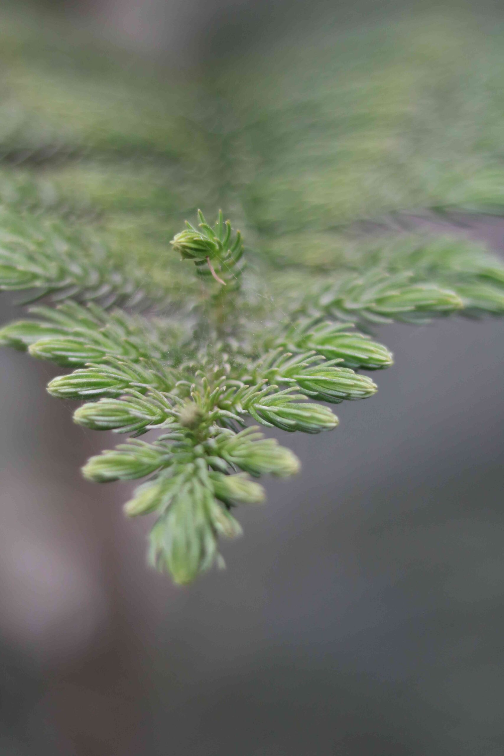 Beautiful Macro Shot of Fresh Green Pine Leaves in Nature Background