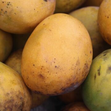 Fresh Mango Harvest From Farm To Table