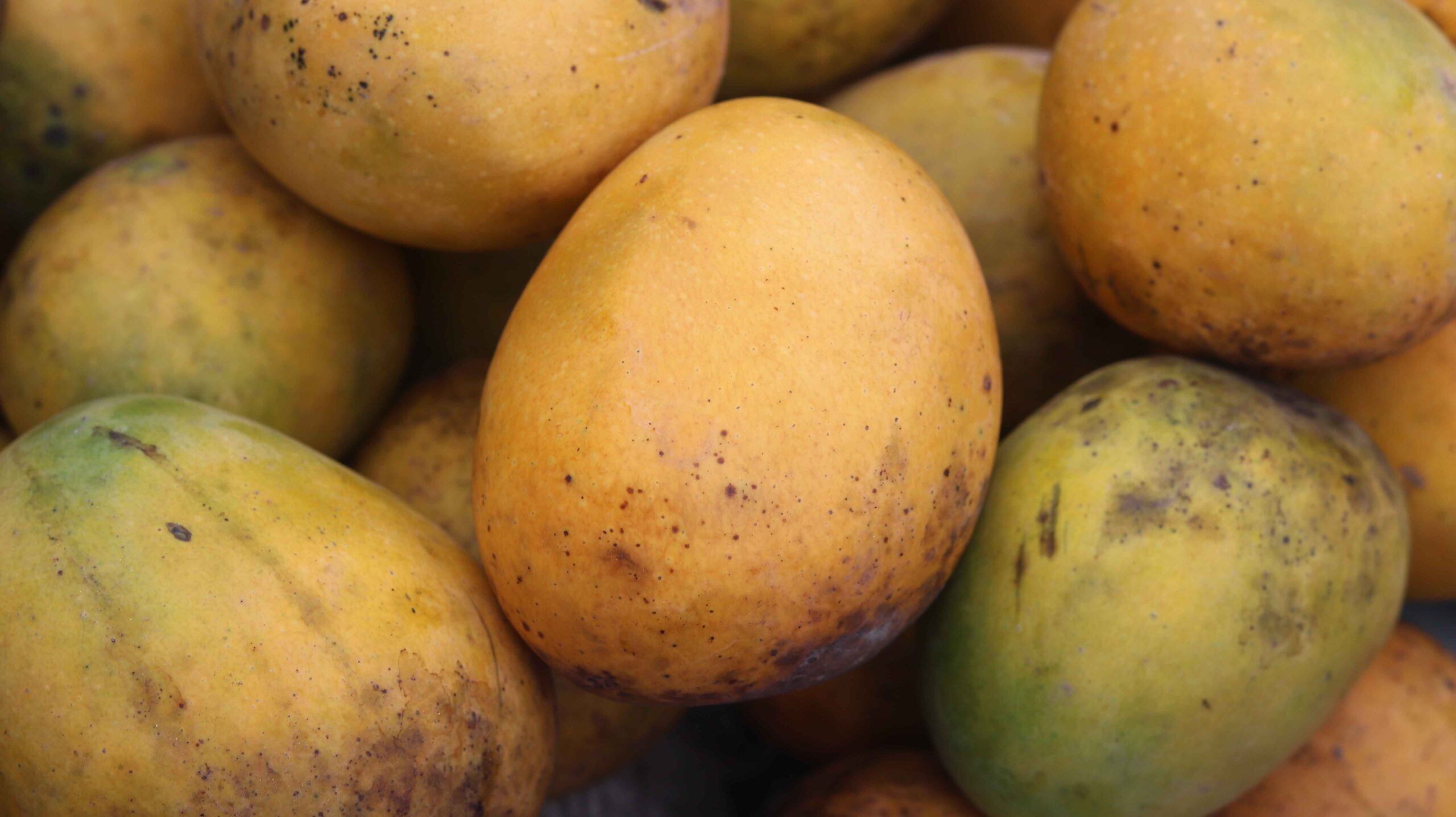 Fresh Mango Harvest From Farm To Table
