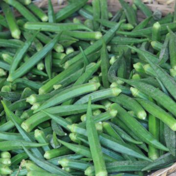 Fresh Okra Harvest From Farm To Kitchen