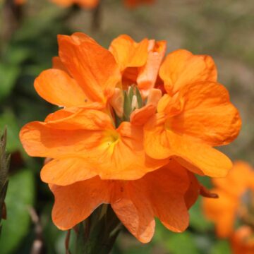 Orange Crossandra Flower Close-Up