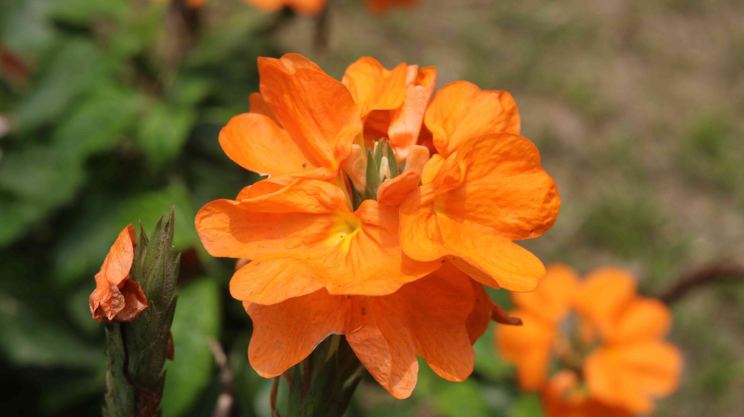 Orange Crossandra Flower Close-Up