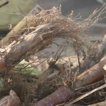 Fresh Sugarcane Harvest From Farm To Market
