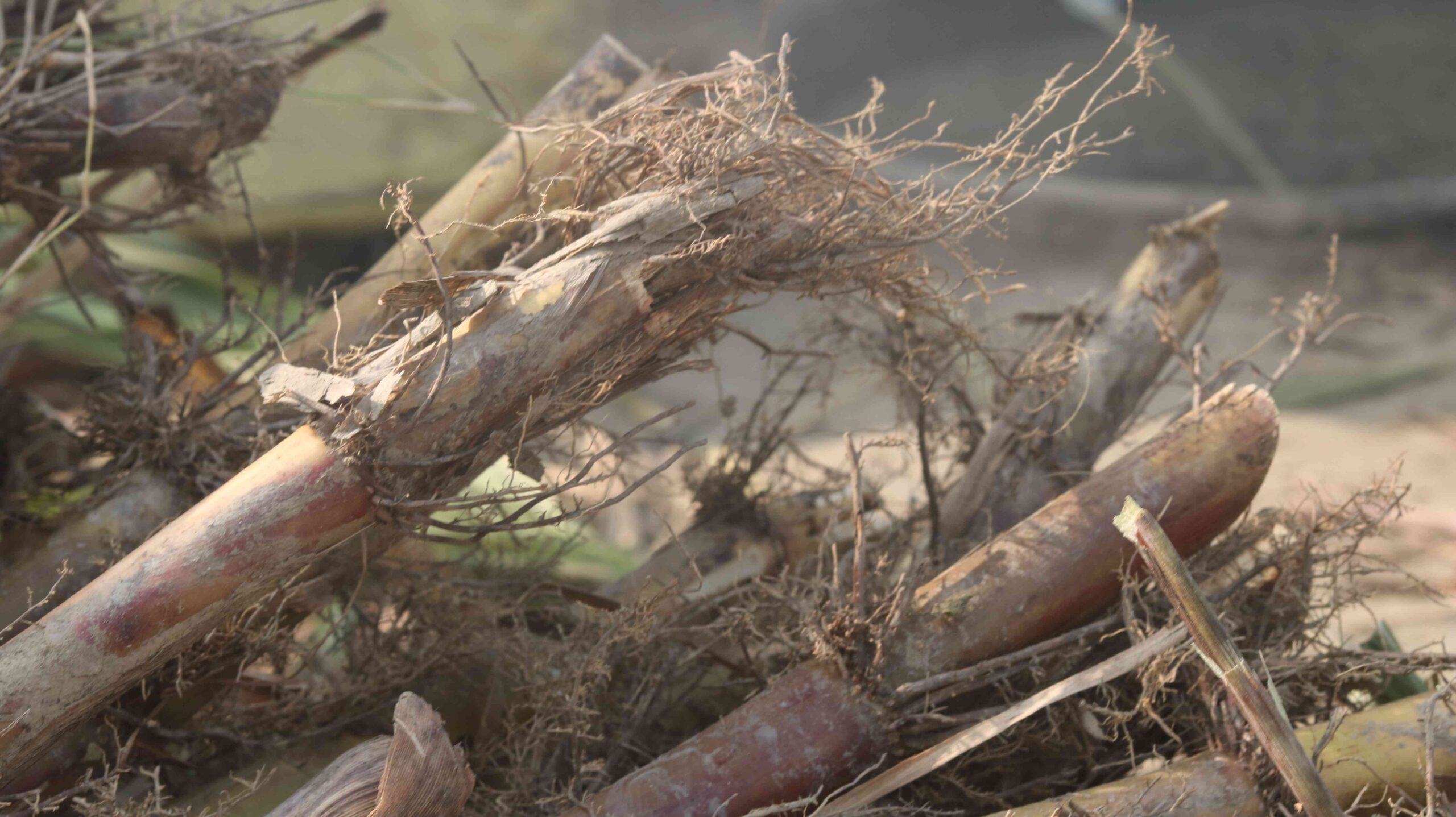 Fresh Sugarcane Harvest From Farm To Market