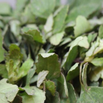 Fresh Pathorkuchi Leaves Harvest From Garden To Home