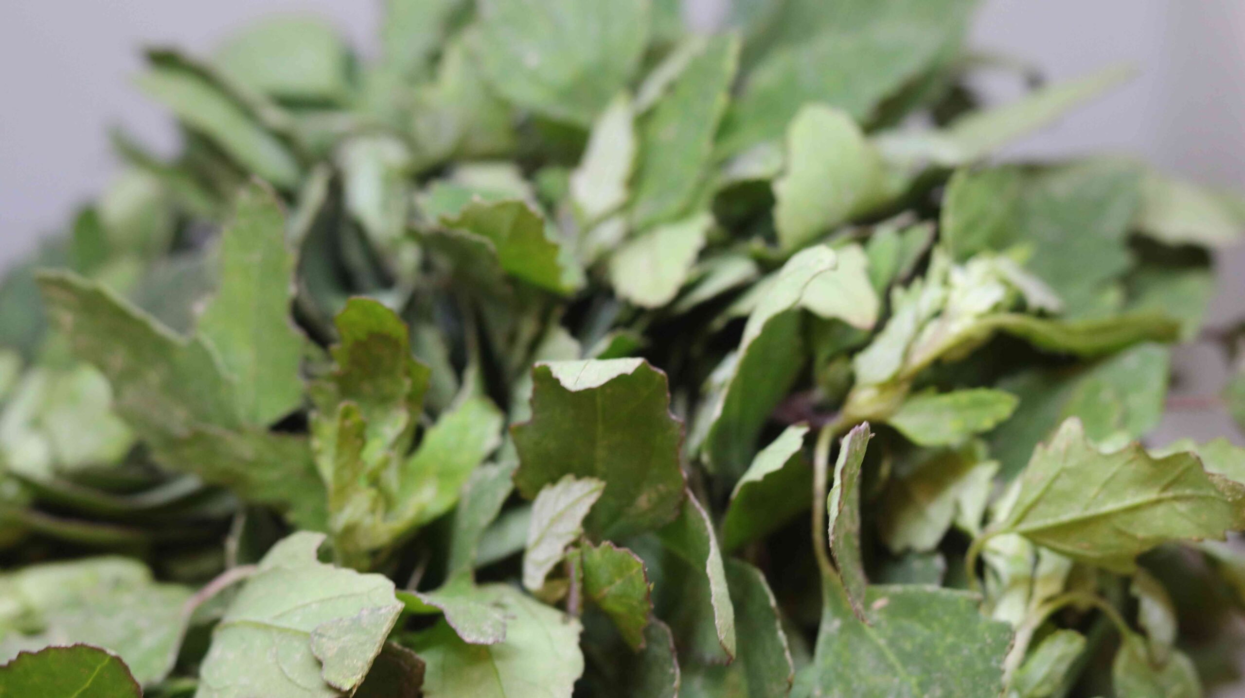 Fresh Pathorkuchi Leaves Harvest From Garden To Home