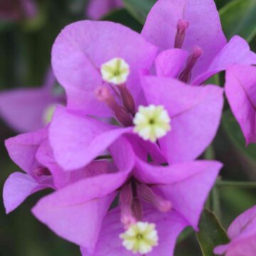 Vibrant Pink Bougainvillea Flower Close-Up Tropical Garden Floral Beauty