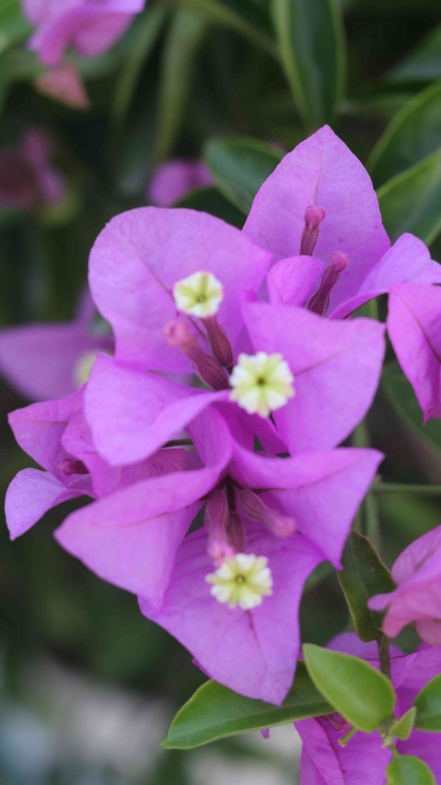 Vibrant Pink Bougainvillea Flower Close-Up Tropical Garden Floral Beauty