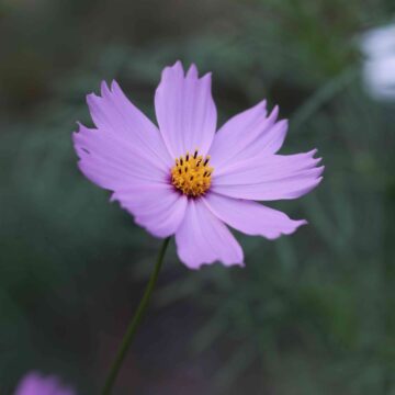 Pink Cosmos Flower | Elegant Garden Bloom in 4K