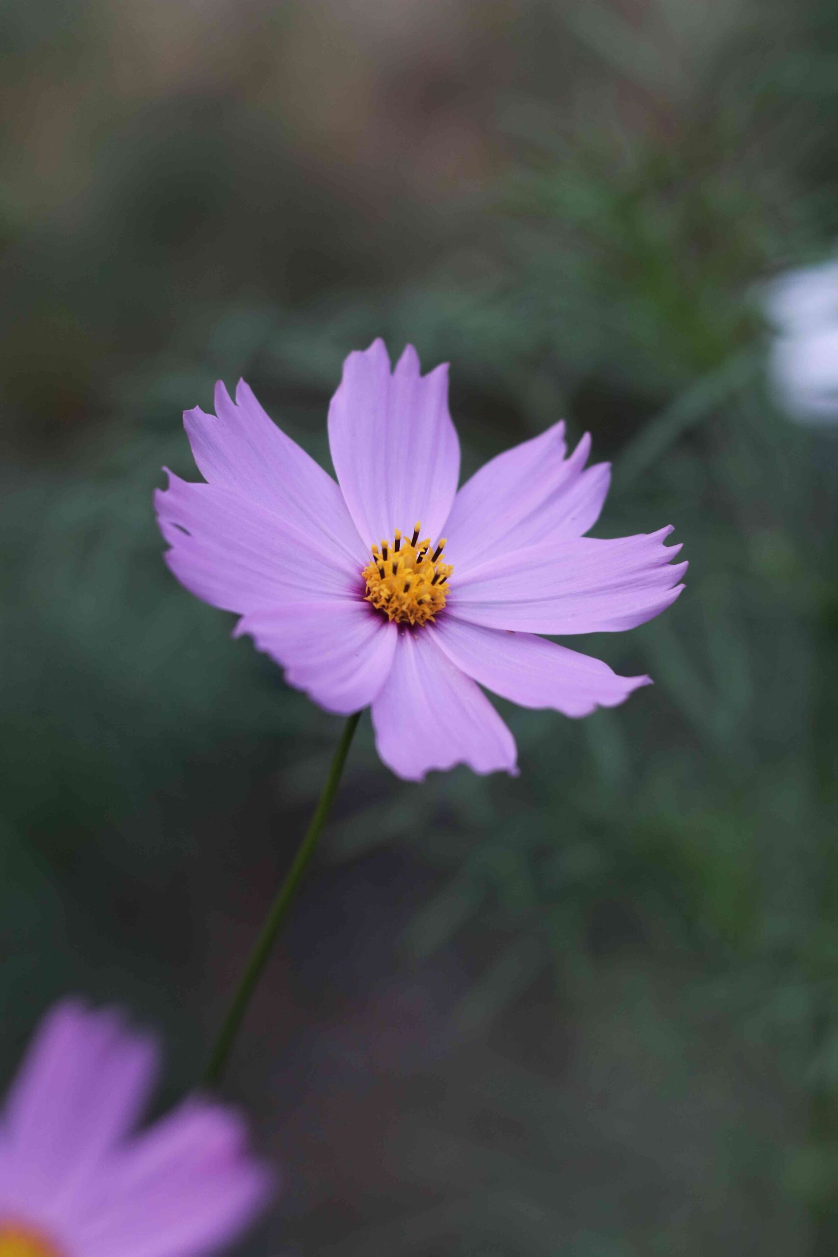 Pink Cosmos Flower | Elegant Garden Bloom in 4K