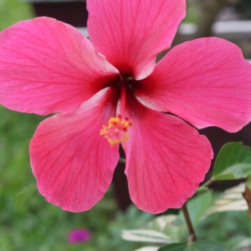 Pink Hibiscus Flower Beautiful Tropical Bloom Close-Up