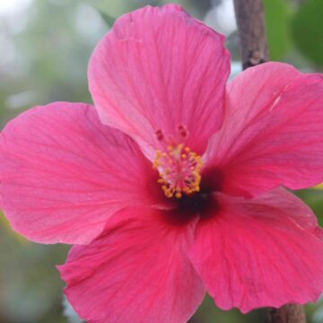 Pink Hibiscus Flower Beautiful Tropical Bloom Close-Up