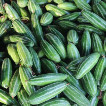 Fresh Pointed Gourd Harvest From Farm To Kitchen