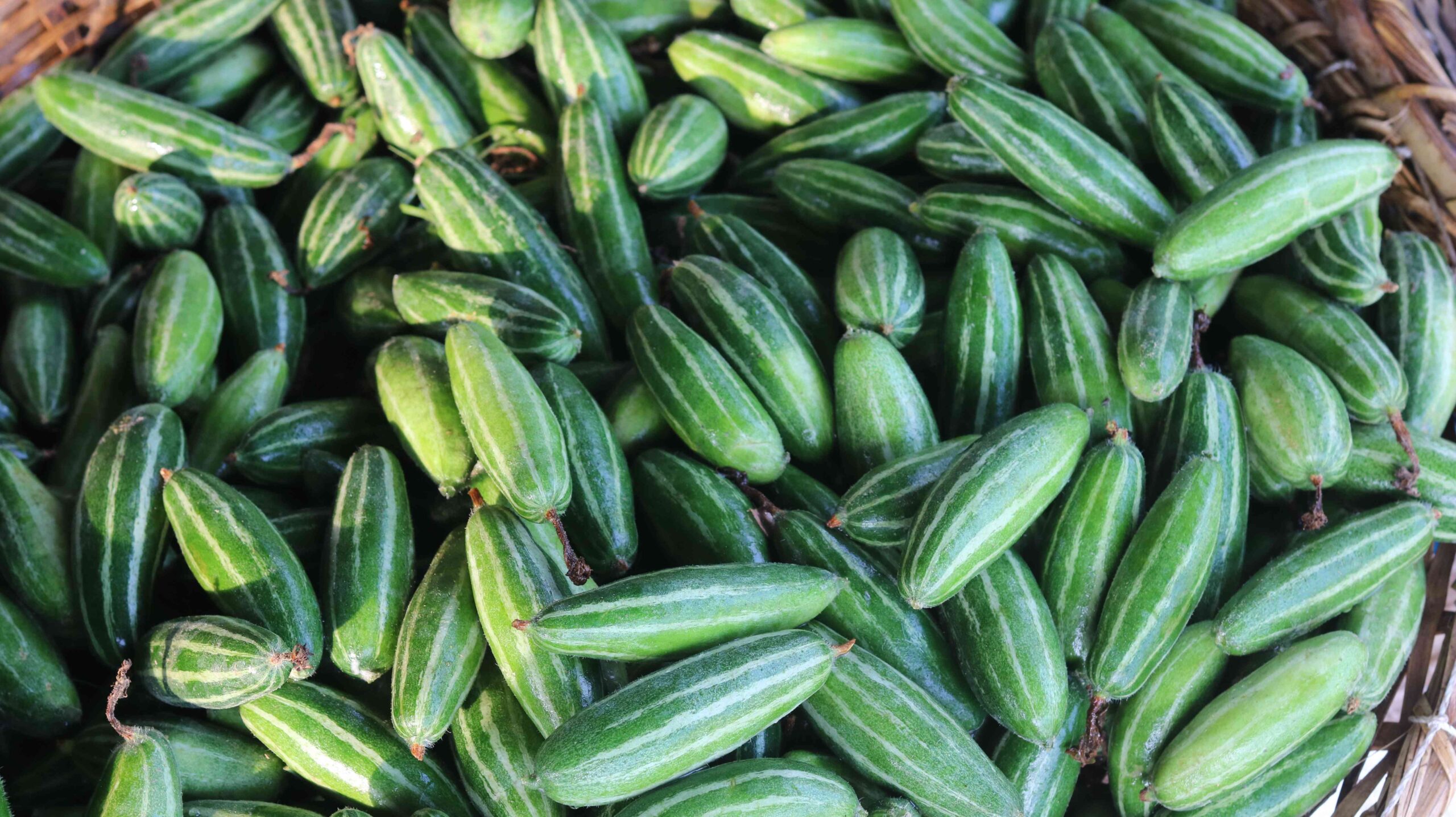 Fresh Pointed Gourd Harvest From Farm To Kitchen